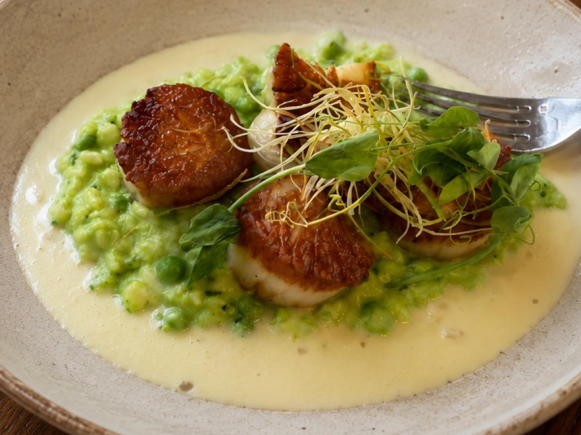 Seared scallops over pea risotto with browned mushrooms and pea shoots